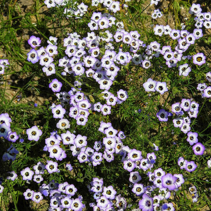 White birds eyes flowers spreading across a rocky blurred garden setting.