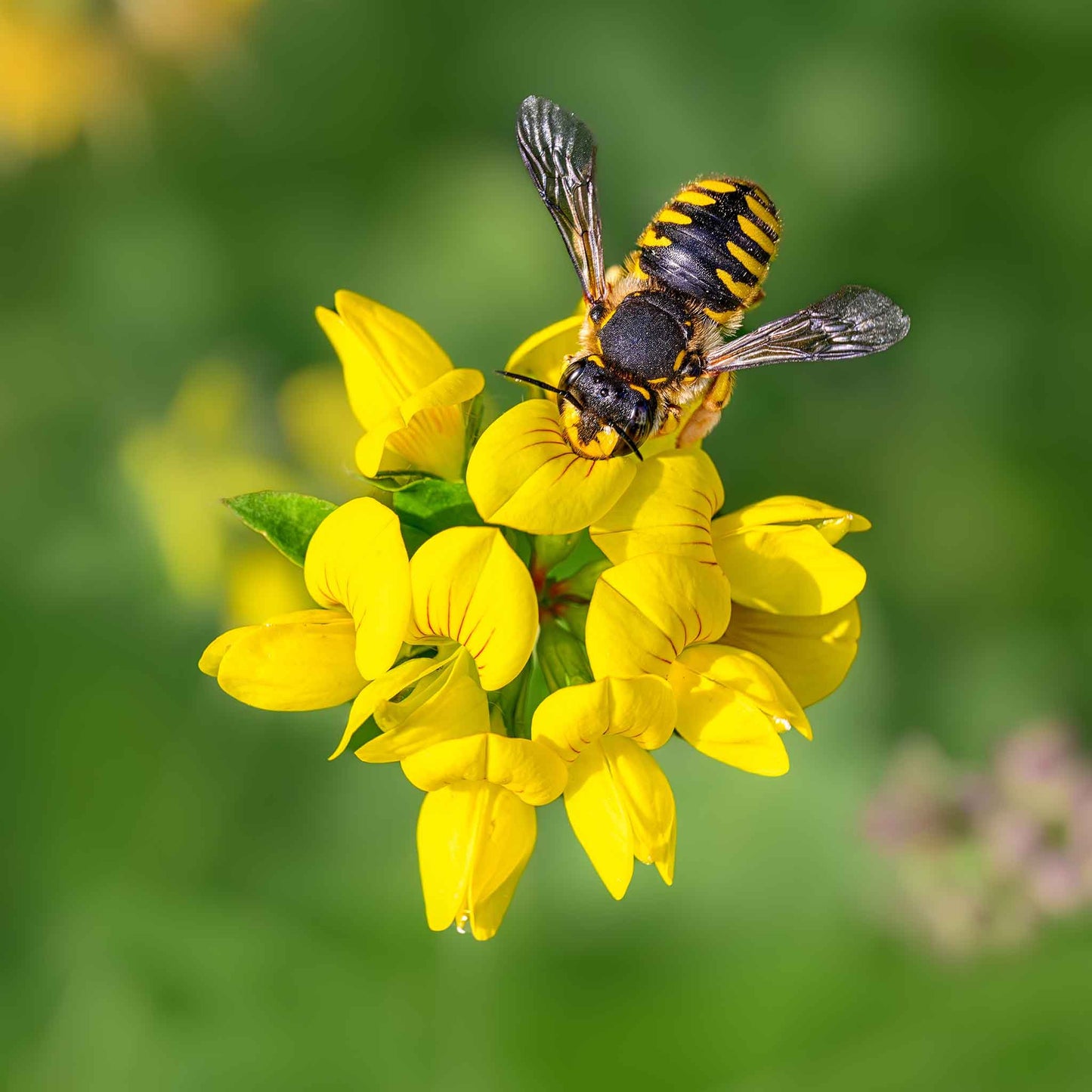 Close-up of a blooming Birdsfoot Trefoil flower with vibrant yellow petals on a blurred background.
