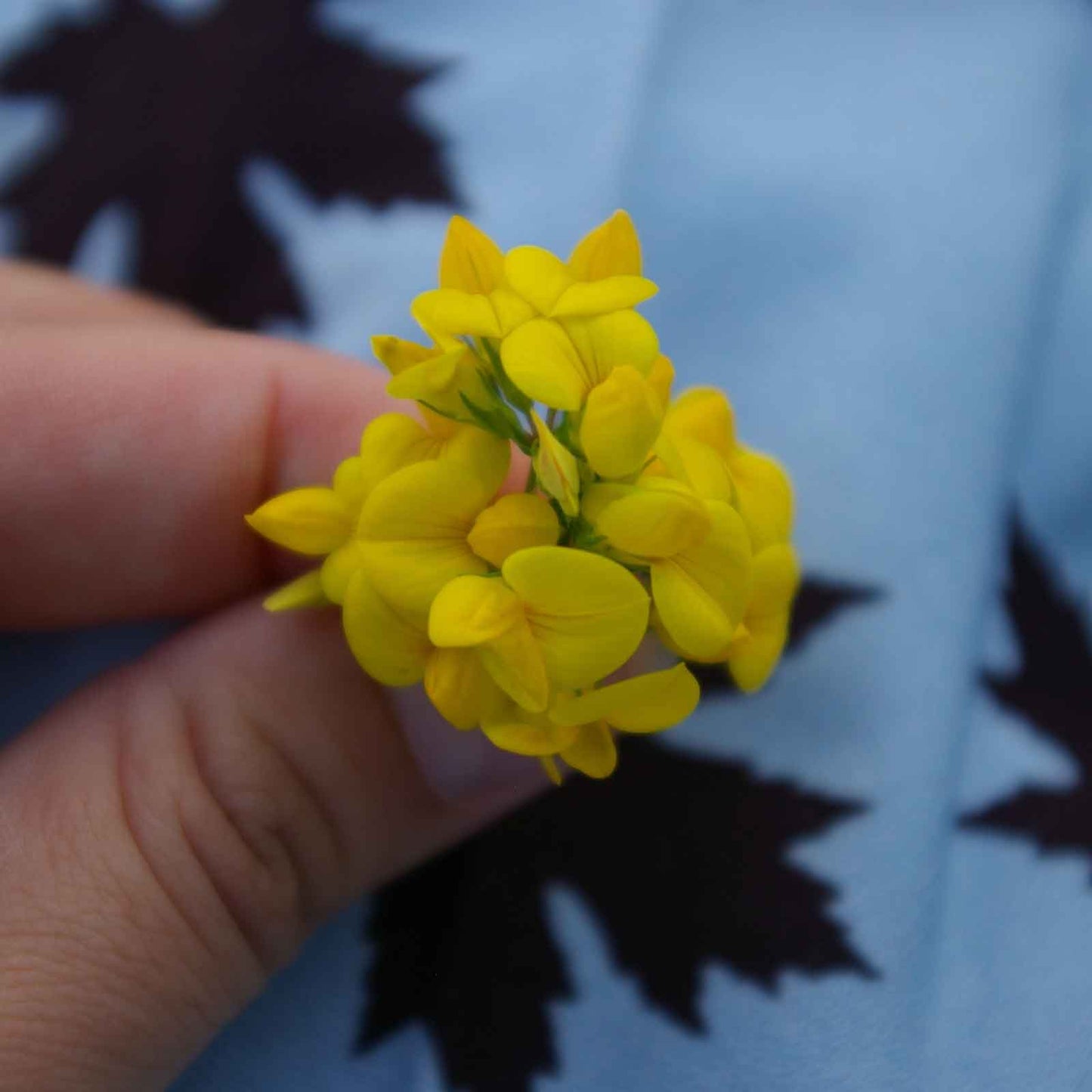 Close-up of a blooming Birdsfoot Trefoil flower with vibrant yellow petals on blue background