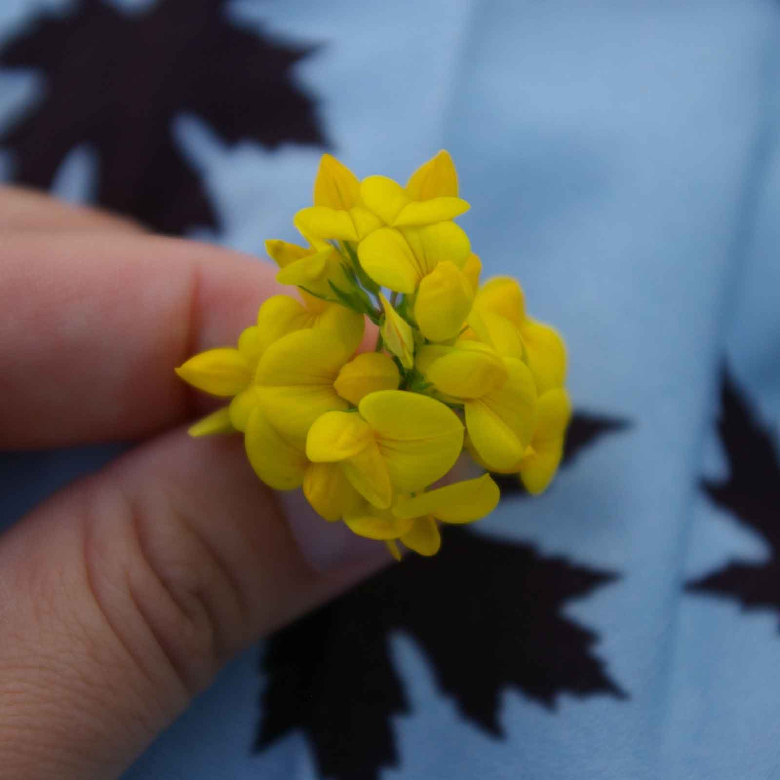 Close-up of a blooming Birdsfoot Trefoil flower with vibrant yellow petals on blue background