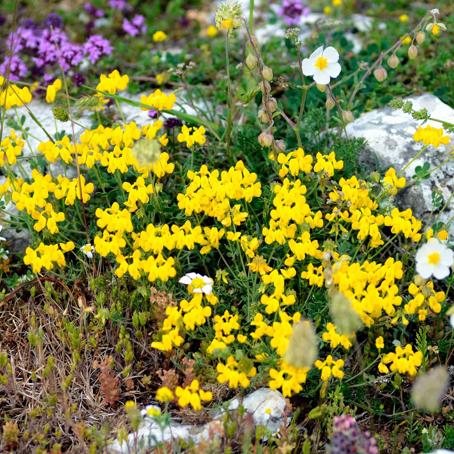 A birdsfoot trefoil plant showing its small, bright yellow flowers, with green leaves in a garden