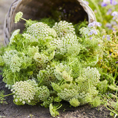 A bouquet of bishop flower green mist flowers in a wicker basket in a garden setting.
