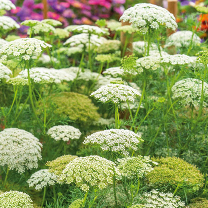A cluster of dense, lacy green mist bishop flower heads on sturdy stems.