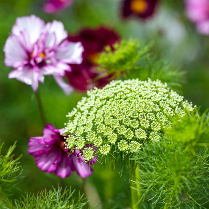 Large, green mist bishop flower heads with tiny white and pale green blooms on long, sturdy stems.