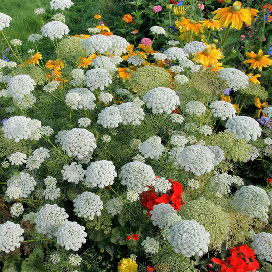 A cluster of dense, lacy bishop flower heads on sturdy stems.