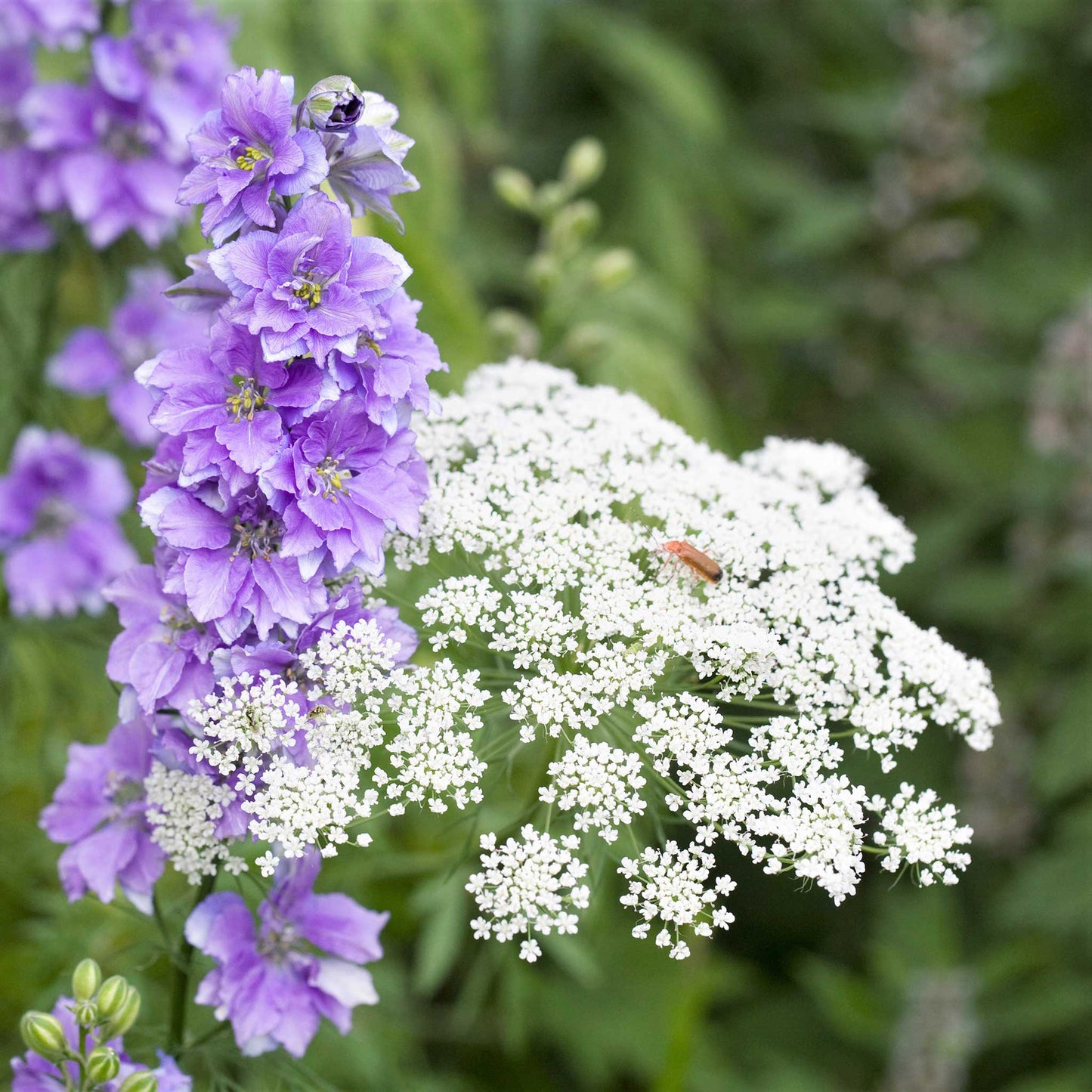 Lacy, white umbrella-shaped bishop flower flower clusters with delicate green stems.