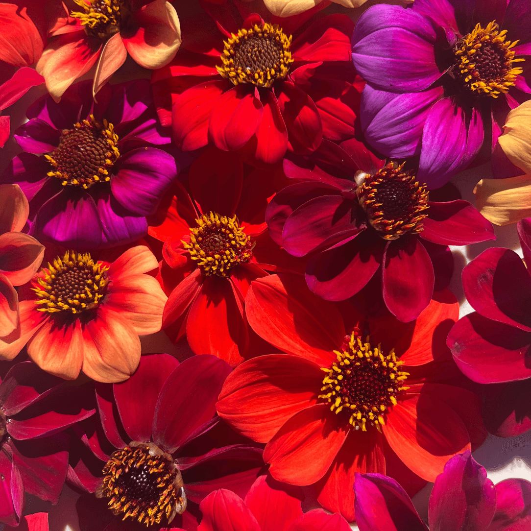 Bishop's Children Dahlia Seed