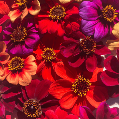 Bishop's Children Dahlia Seed