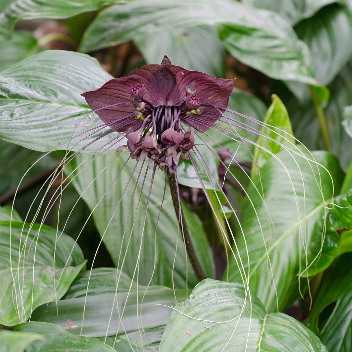 Close-up of a black bat flower, showcasing its unique shape and deep purple-black petals.
