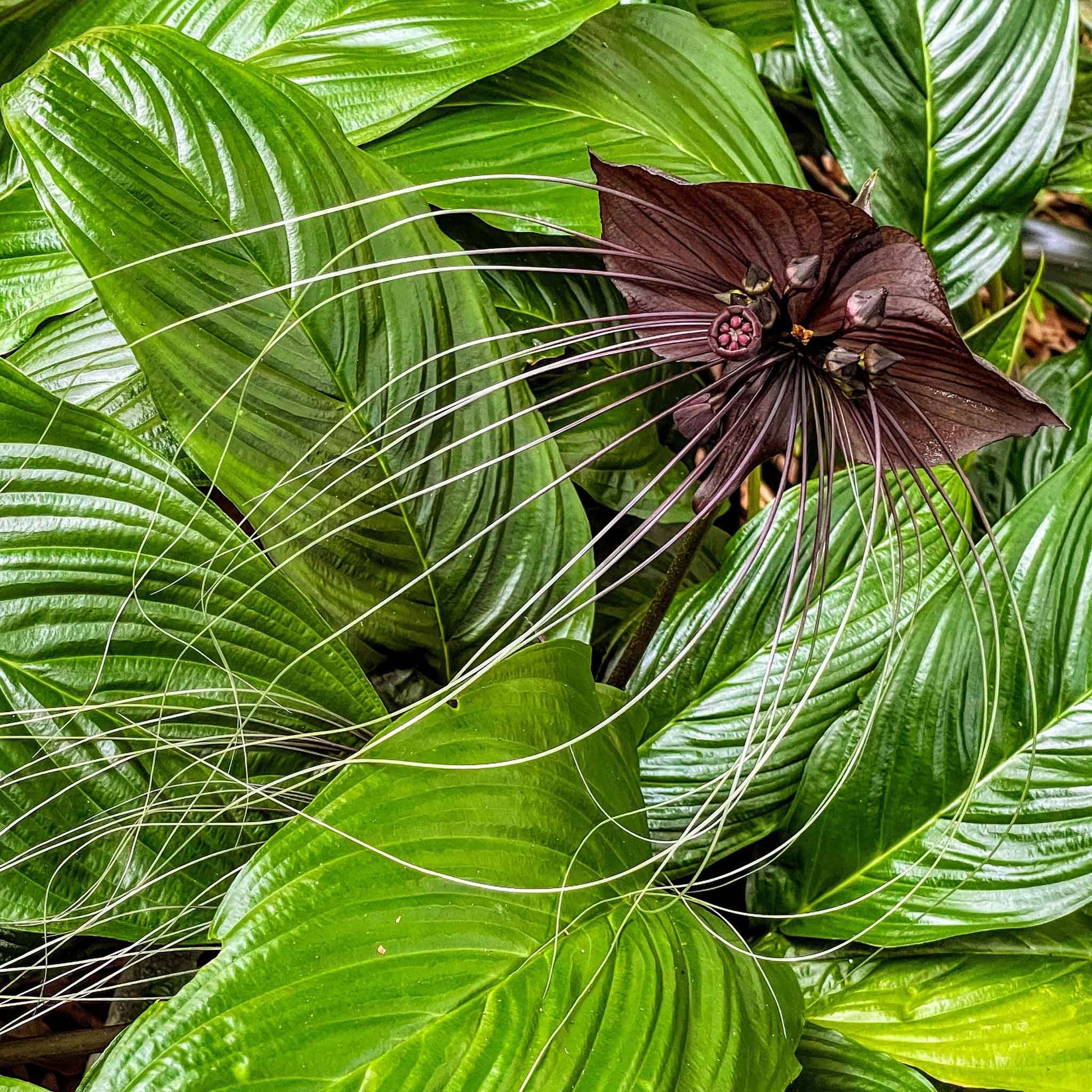 Close-up of a black bat flower, showcasing its unique shape and deep purple-black petals.