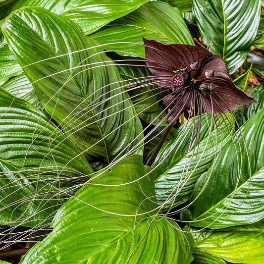 Detailed Black Bat Flower bloom showing black and purple coloring against a soft garden background.