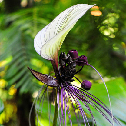 A close-up shot of a bat flower, showcasing its intricate details and unique dark purple petals.