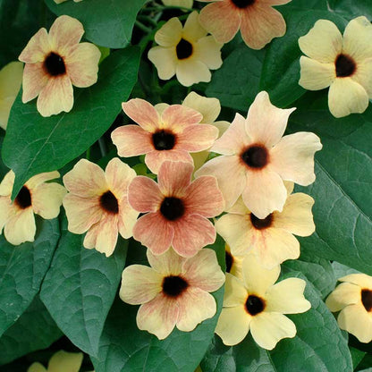 A close-up of a Black-Eyed Susan african sunset mix flowers with warm, yellow petals. | copyright: Floramedia UK Ltd