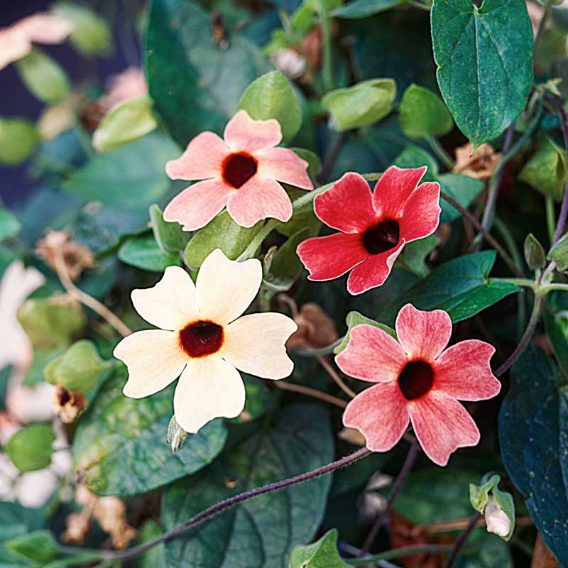 A close-up of a Black-Eyed Susan african sunset mix flowers with warm, sunset-colored petals. | copyright: Floramedia UK Ltd