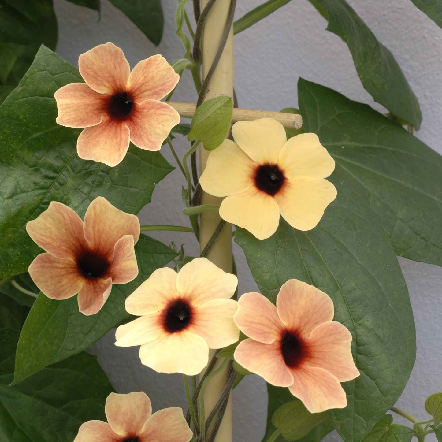 Close-up of Black Eyed Susan 'African Sunset Mix' flowers with orange, yellow, and red petals.