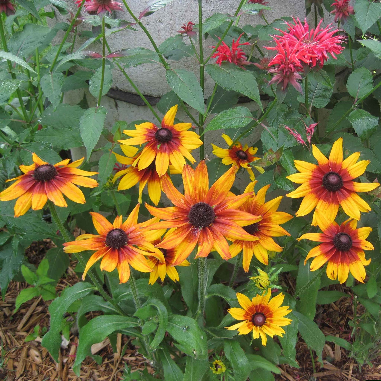 A cluster of vibrant black-eyed susan autumn forest, with a mix of orange and yellow petals.