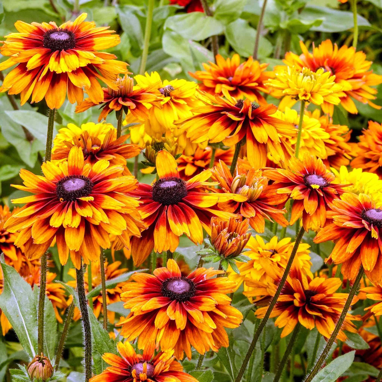 A close-up of a Black Eyed Susan "Cappuccino" flower with deep red-orange petals and a dark center.