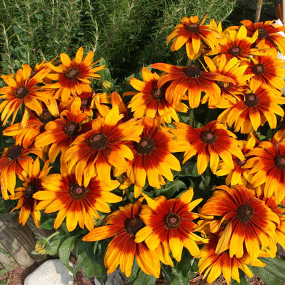 Close-up of a vibrant yellow Black-Eyed Susan 'Cappuccino' flower with a dark brown center.