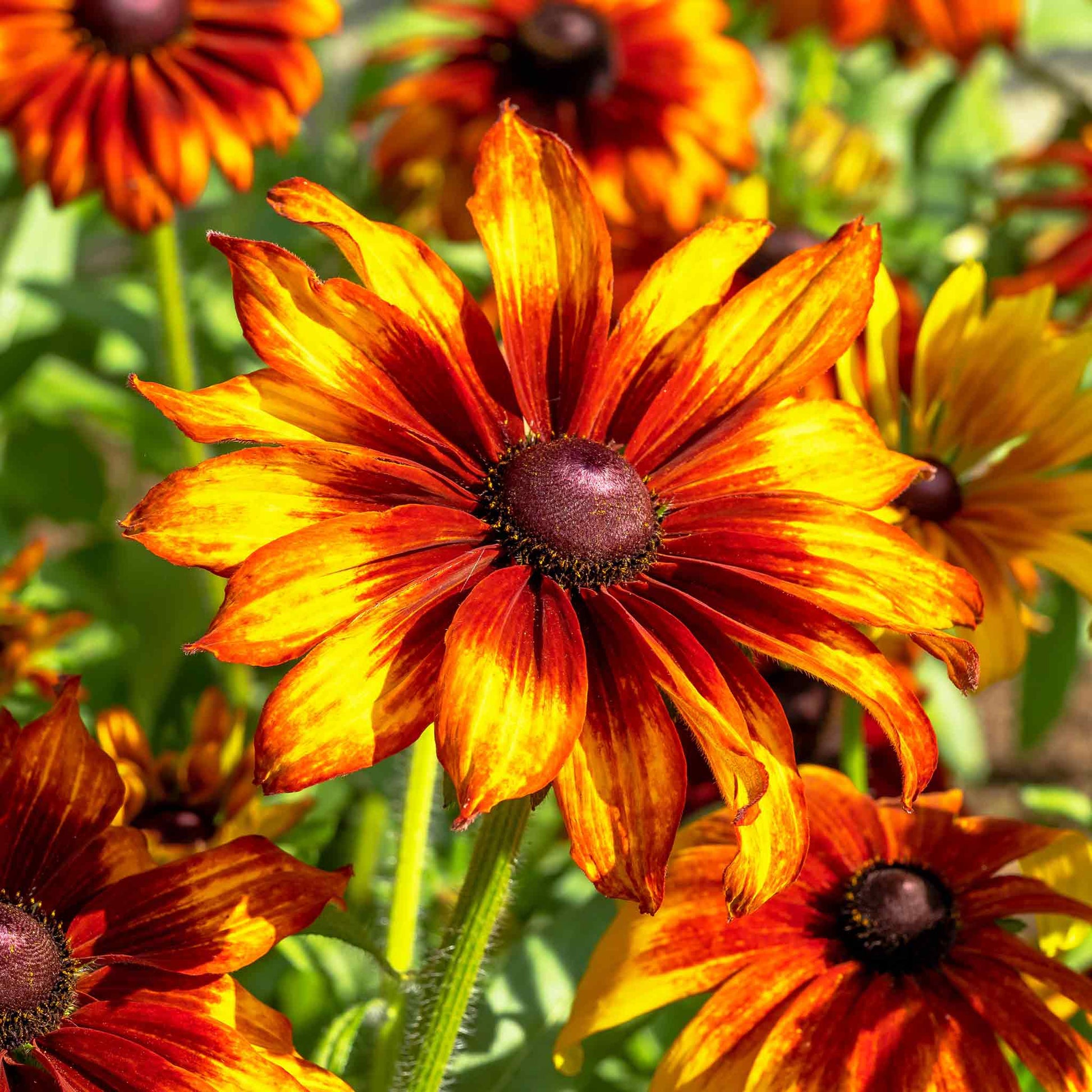 A close-up of a Black Eyed Susan 'Cappuccino' flower with reddish-brown petals and a dark center.