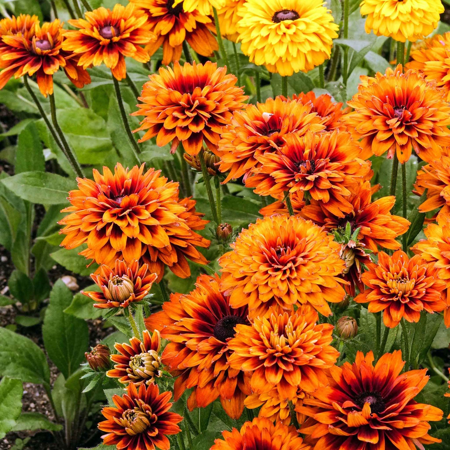 Close-up of a Black Eyed Susan "Cherokee Sunset" flower with rich red, orange, and yellow petals.