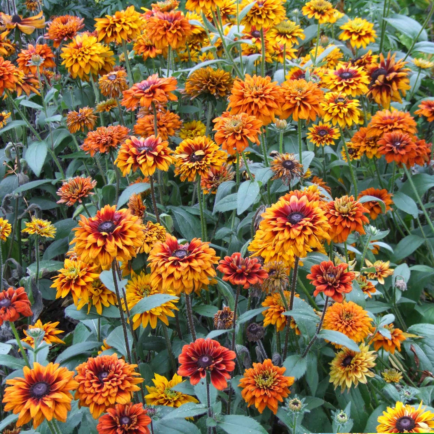 A vibrant, close-up shot of an orange and yellowblack eyed susan cherokee sunset flowers