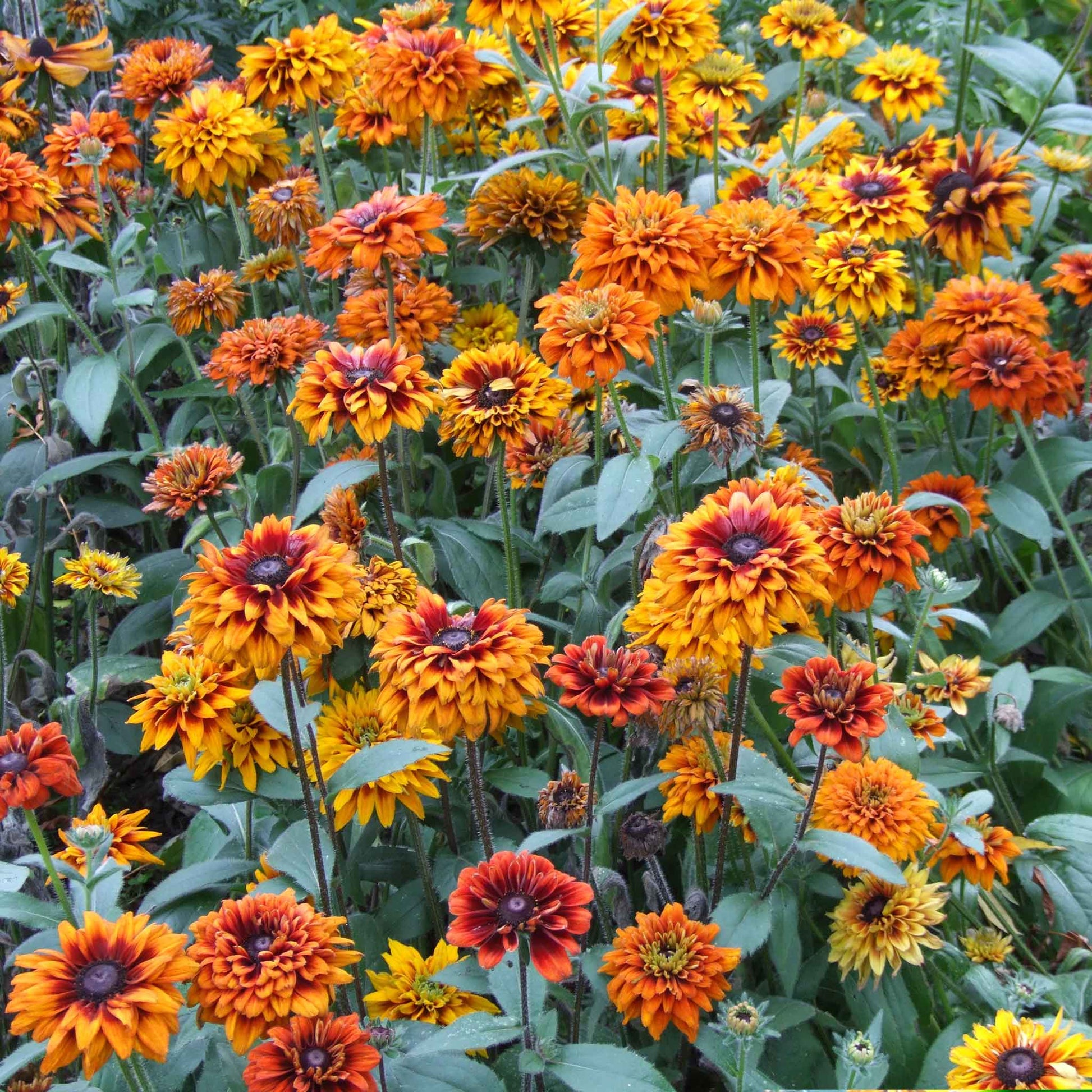 A vibrant, close-up shot of an orange and yellowblack eyed susan cherokee sunset flowers