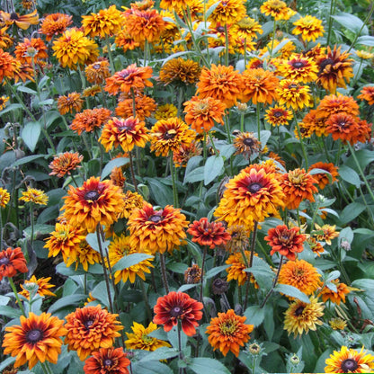 A vibrant, close-up shot of an orange and yellowblack eyed susan cherokee sunset flowers