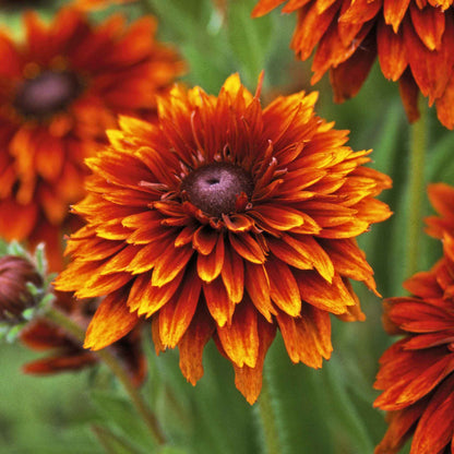 Close-up of black-eyed Susan Cherokee Sunset flower with vibrant orange petals and a dark brown center.