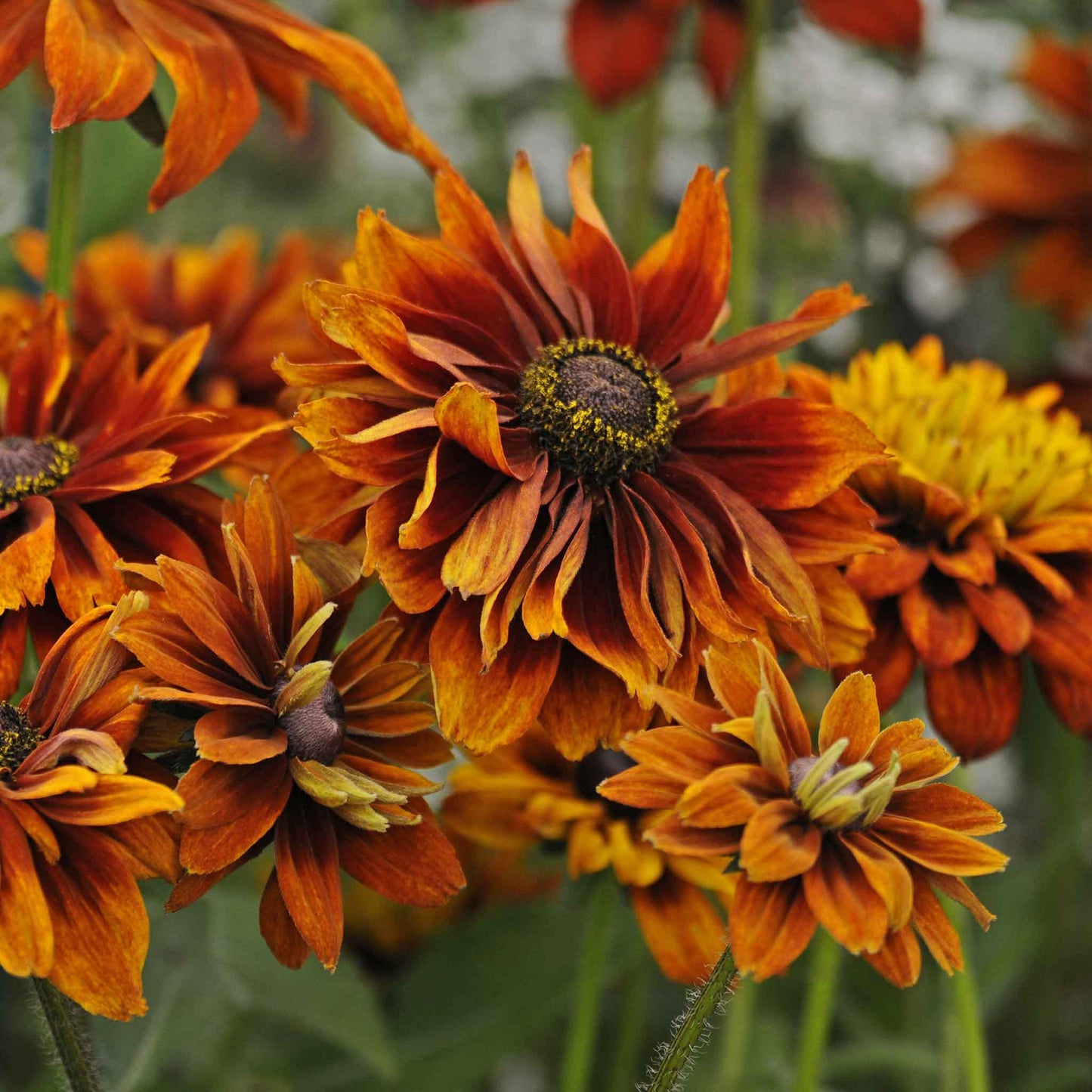 A close-up of a Black Eyed Susan cherokee sunset flowers, showing its golden petals.