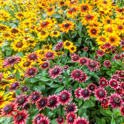A vivid close-up captures a bright yellow and red Black Eyed Susan cherry brandy blossom.