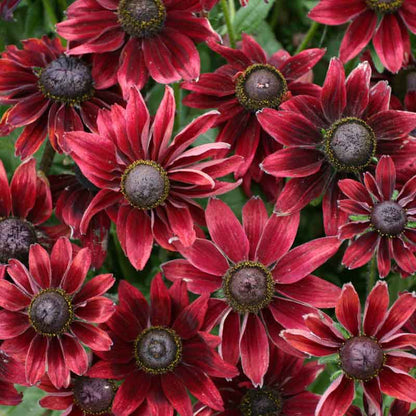 Close-up of a Black Eyed Susan 'Cherry Brandy' flower with deep red-orange petals and a dark center.