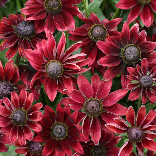 Close-up of a Black Eyed Susan 'Cherry Brandy' flower with deep red-orange petals and a dark center.