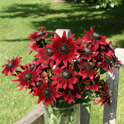 Close-up of a Black Eyed Susan "Cherry Brandy" flower with warm, reddish-orange petals and a dark center.