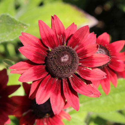 Cherry Brandy Black Eyed Susans with deep red petals, orange tips, and dark centers.