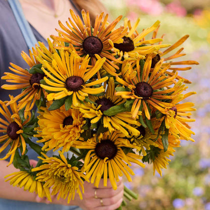 Bouquet of yellow black eyed susan chim chiminee held by a person with a blurred natural background