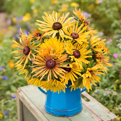 Bouquet of black eyed susan chim chiminee flowers in a blue container on a wooden surface with a garden background