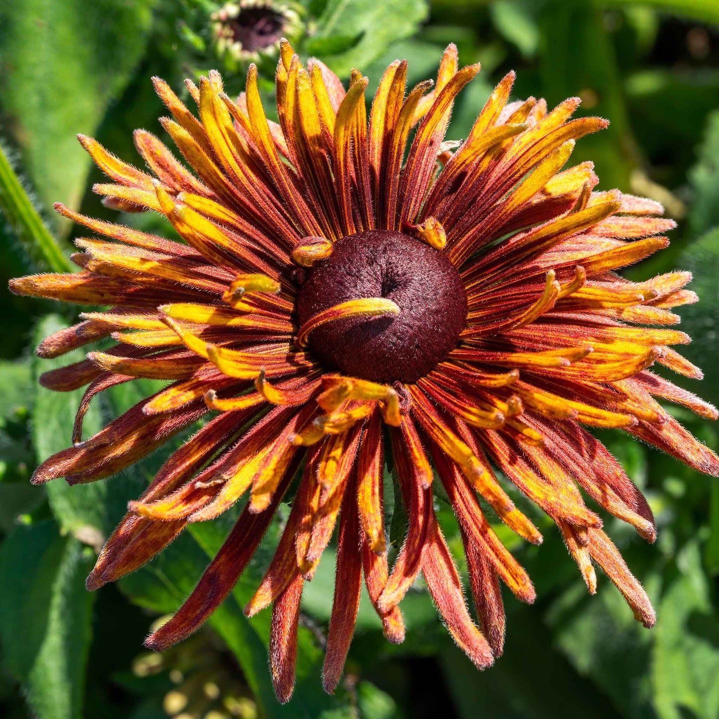 A single quilled Black-Eyed Susans in warm shades of gold, bronze, and burnt orange.