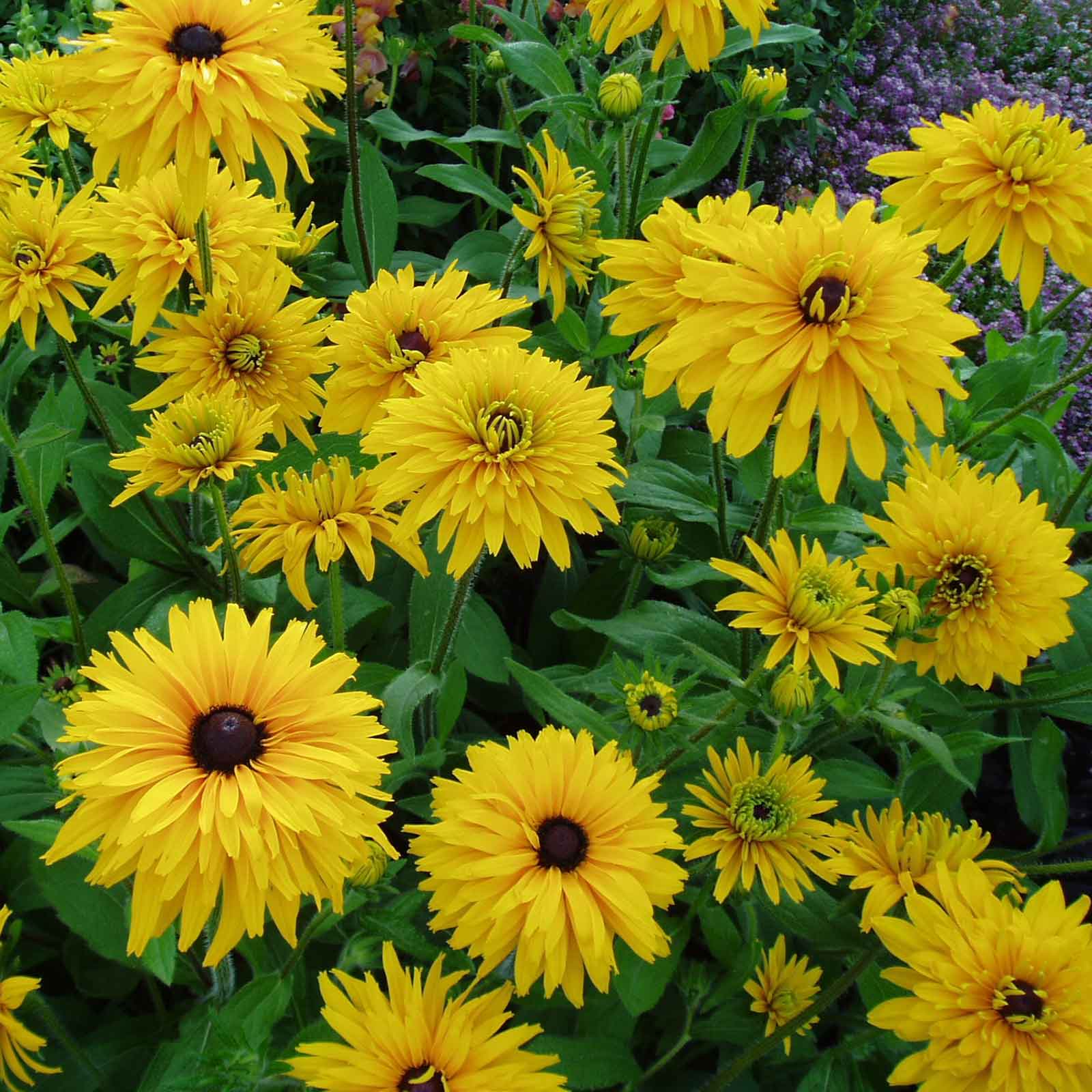 A close-up of double golden gloriosa black-eyed Susan flowers showcasing bright yellow petals.