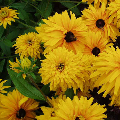 A vibrant Black Eyed Susan Goldilocks flower in full bloom with bright yellow petals.