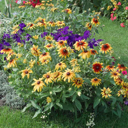 A close-up view of a vibrant Gloriosa Daisy bloom, showcasing its striking yellow petals. | copyright: Floramedia UK Ltd