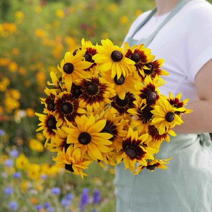A vibrant mix of Black Eyed Susan Gloriosa Daisy flowers with orange and yellow petals.