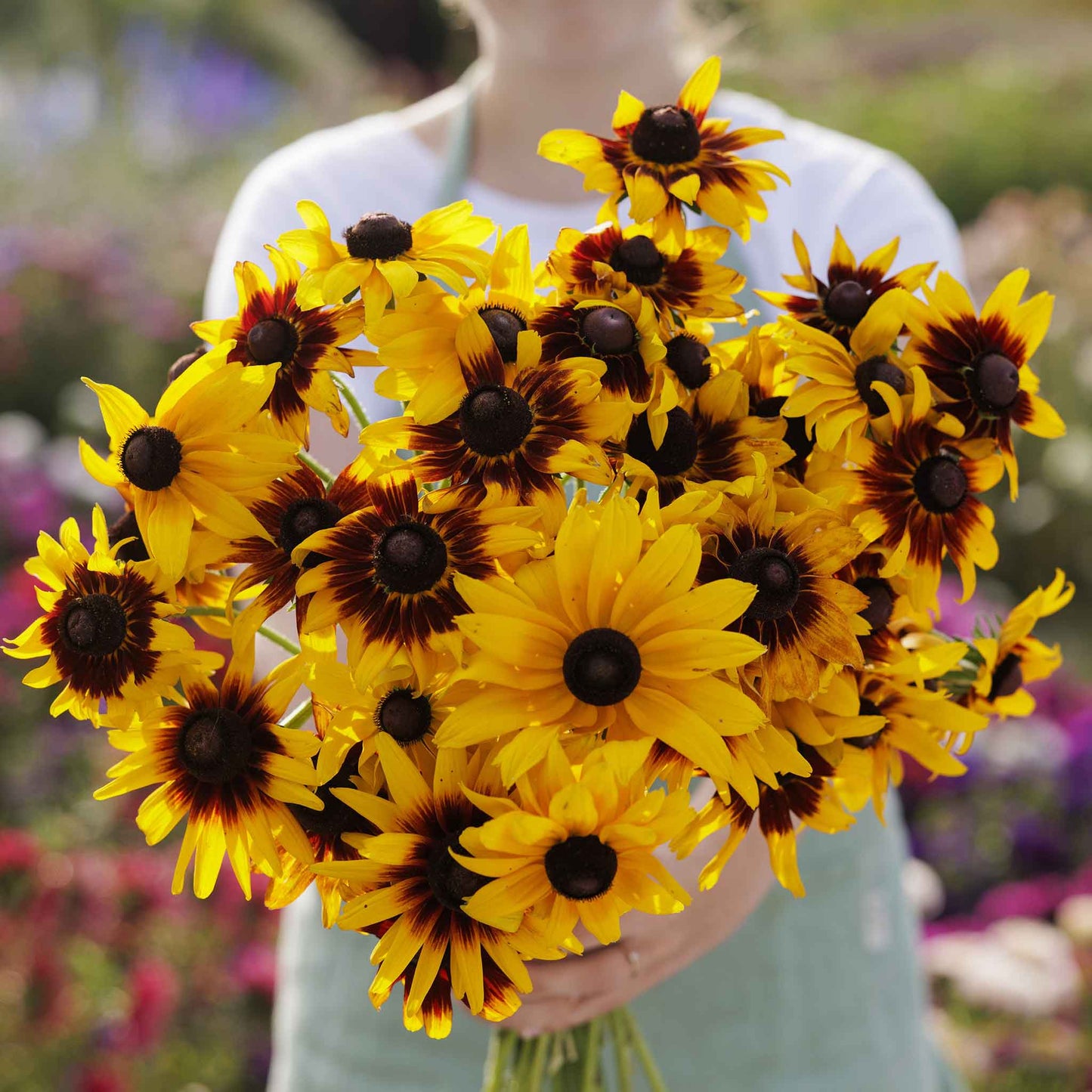 A vibrant mix of Black Eyed Susan Gloriosa Daisy flowers with orange and yellow petals.