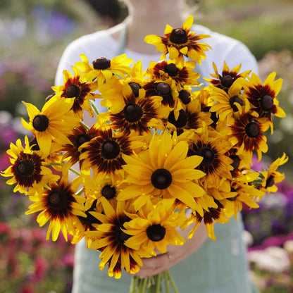 A vibrant mix of Black Eyed Susan Gloriosa Daisy flowers with orange and yellow petals.