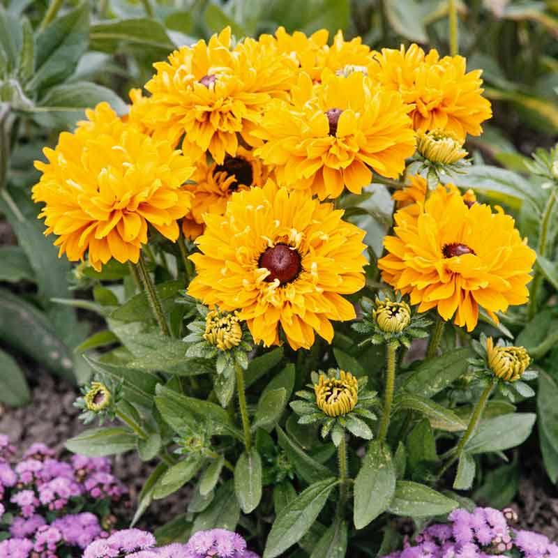 Close-up of a Black Eyed Susan Goldilocks flower, showcasing its bright petals and dark center. | copyright: Floramedia UK Ltd