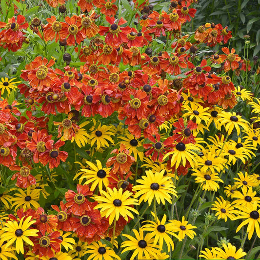A vibrant garden scene featuring yellow and orange Black-Eyed Susan flowers with rich green foliage.