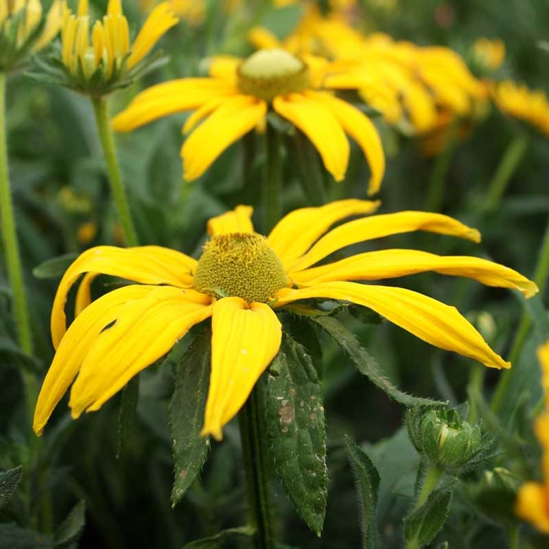 Close up of Green Eyes Black Eyed Susan flower with yellow petals and a green center.