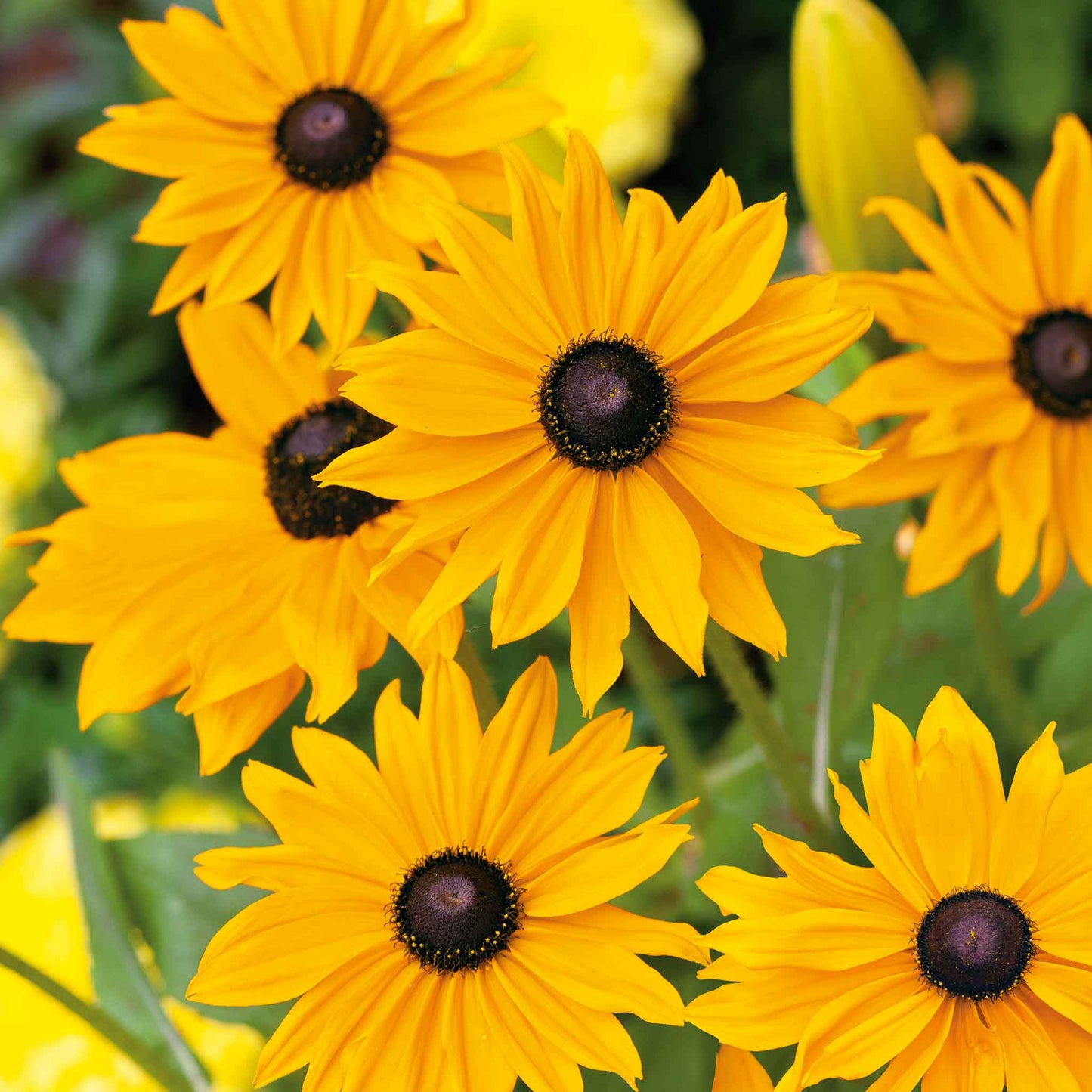 A close-up of a Black Eyed Susan "Marmalade" flower with vibrant orange petals and a dark center.