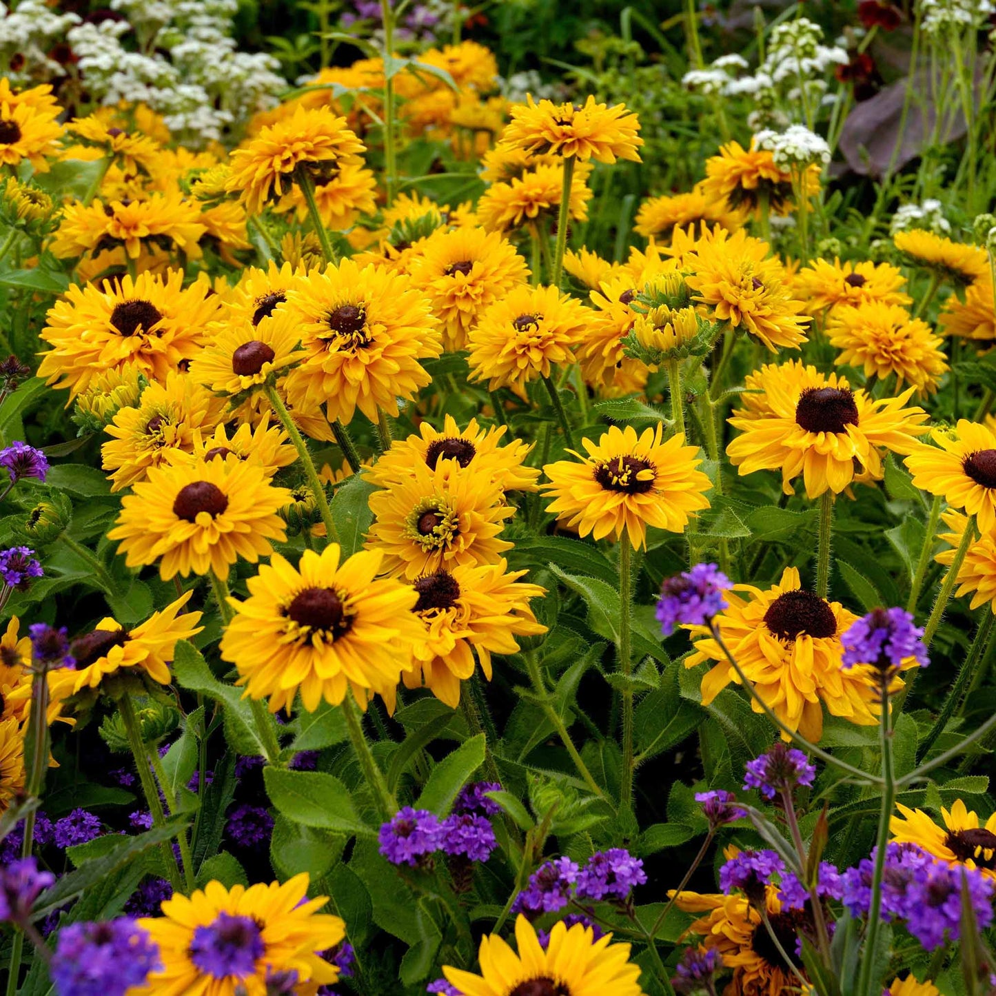 A close-up of a vibrant Black Eyed Susan Maya flowers, featuring bright yellow petals.
