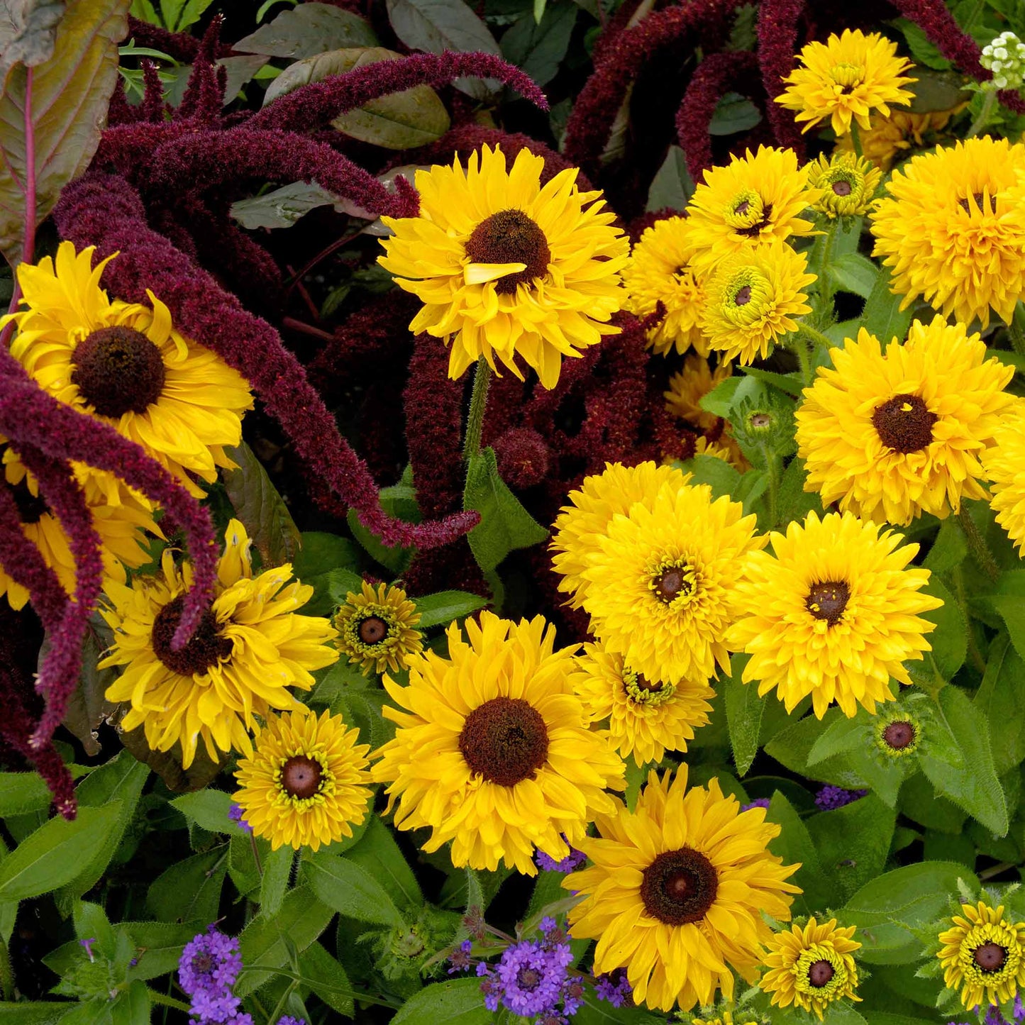 A black-eyed susan maya flowers stand out against a green background, showcasing its yellow petals
