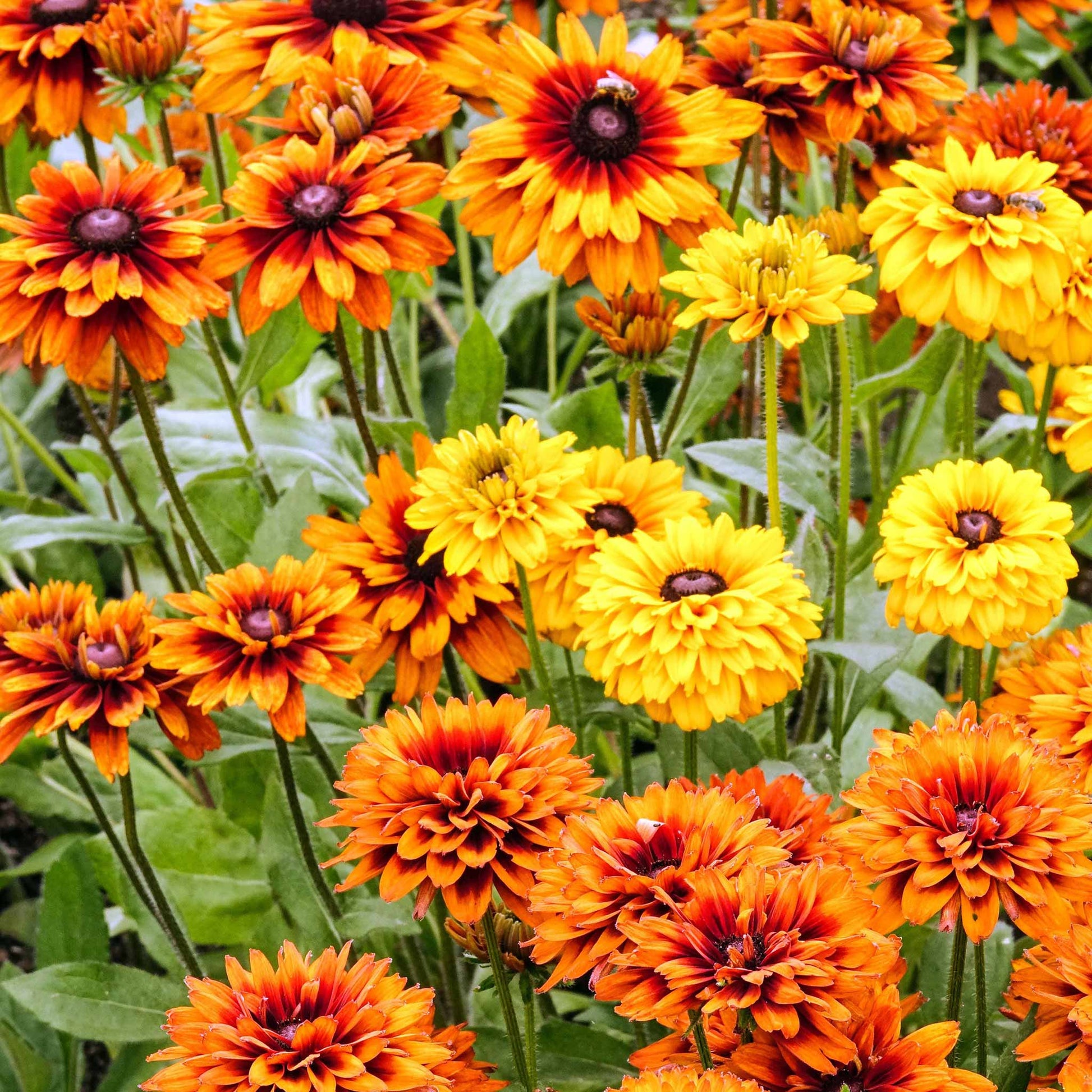 A vivid close-up of a Black-Eyed Susan Maya flowers with vibrant yellow and orange petals